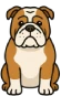 Bulldog inglés tranquilo sentado, ideal como perro de compañia para hogares y departamentos