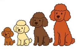 Ilustración en estilo caricatura de cuatro Caniches alineados horizontalmente de menor a mayor tamaño: Toy, Miniatura, Mediano y Gigante. Cada uno tiene un color distinto (canela, crema, marrón, rojizo), expresión simpática y detalles únicos en el pelaje y proporciones. Fondo transparente, estilo limpio y sin elementos decorativos.