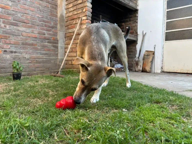 Perro comiendo KONG casero con manzana, arándanos y yogur
