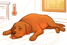 Ilustración en caricatura de un Labrador Retriever adulto acostado en el piso de una casa durante un día caluroso. El perro está estirado con expresión de decaimiento leve, ojos entrecerrados y lengua apenas afuera. Su abdomen y orejas muestran un resplandor cálido, indicando calor corporal elevado. Un termómetro ilustrado marca temperatura alta. La luz natural intensa entra por una ventana, iluminando el ambiente hogareño de tonos cálidos.