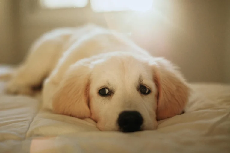Cachorro de Golden Retriever descansando tranquilamente en un entorno hogareño, representando el carácter de los perros tranquilos.