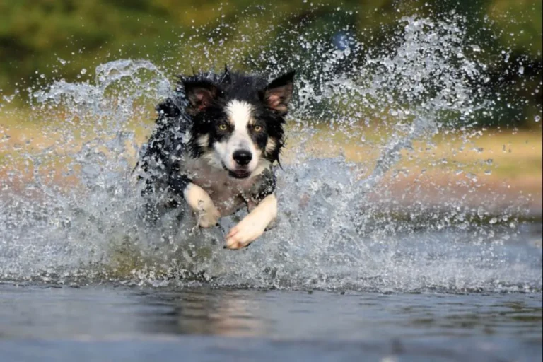 Perro activo corriendo y saltando en el agua al aire libre, representando la energía y vitalidad de los perros con alto nivel de actividad.